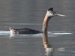 Great Grebe