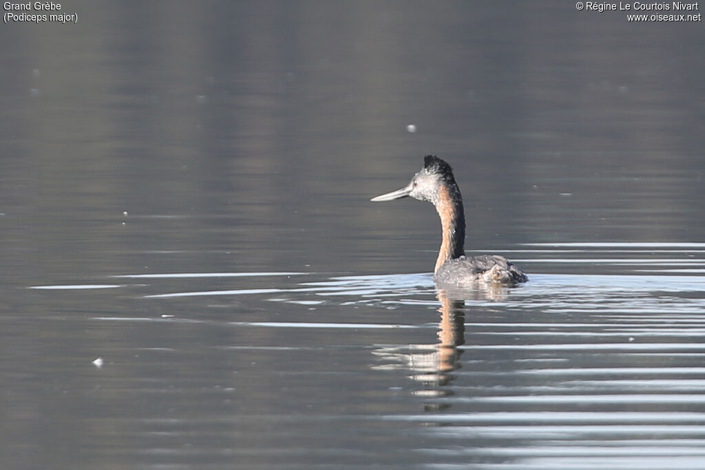 Great Grebe