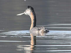 Great Grebe