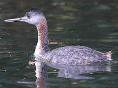 Great Grebe