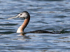 Great Grebe
