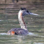 Great Grebe