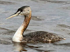 Great Grebe