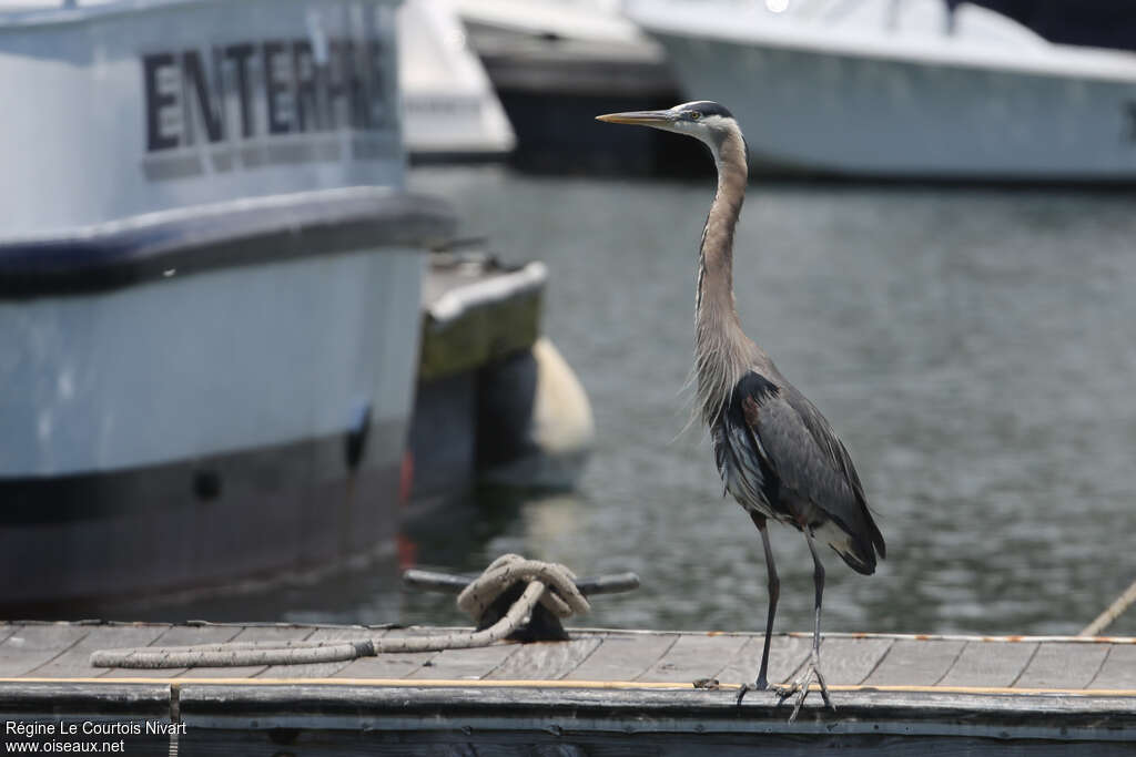 Great Blue Heron