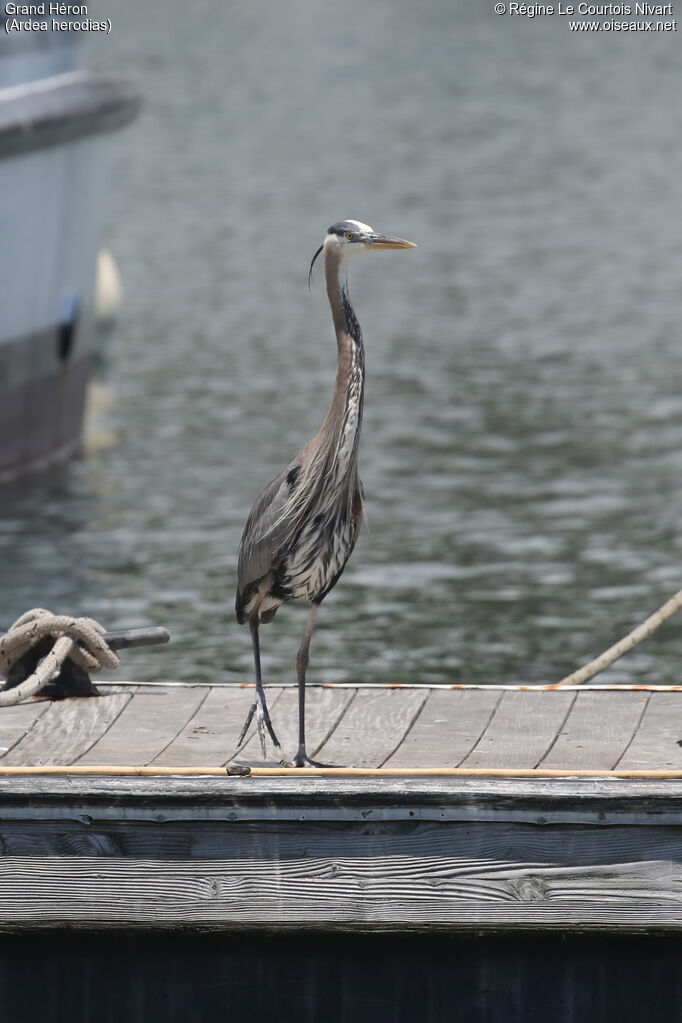 Great Blue Heron