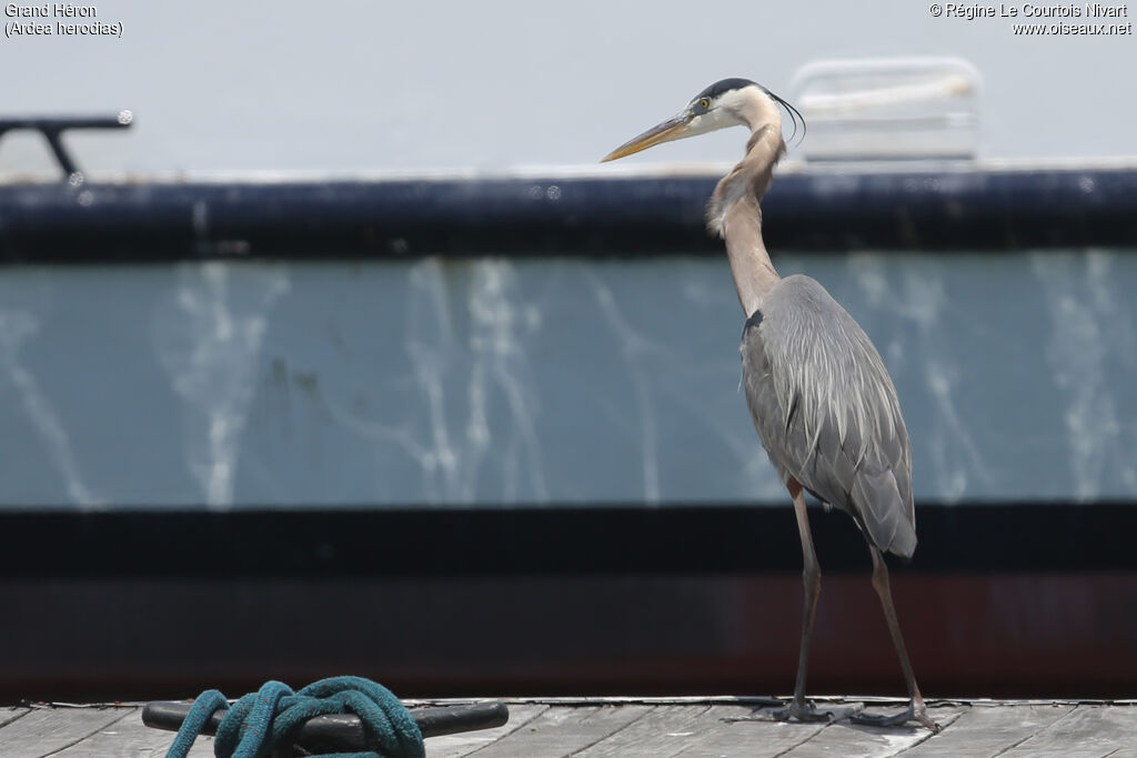 Great Blue Heron