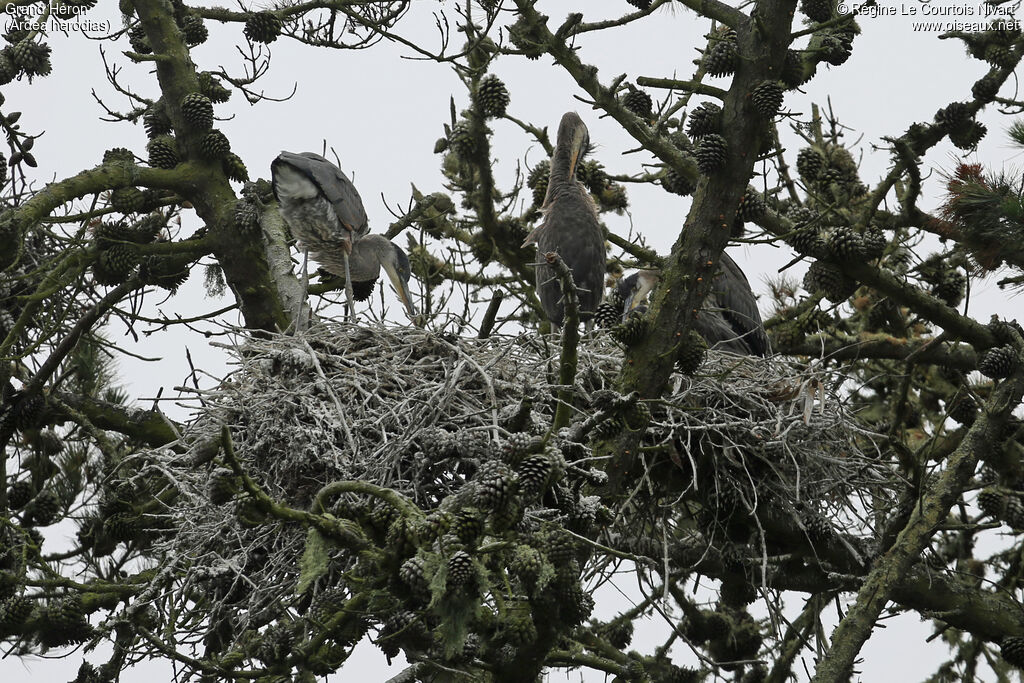 Great Blue Heron, colonial reprod.