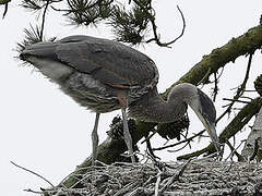 Great Blue Heron