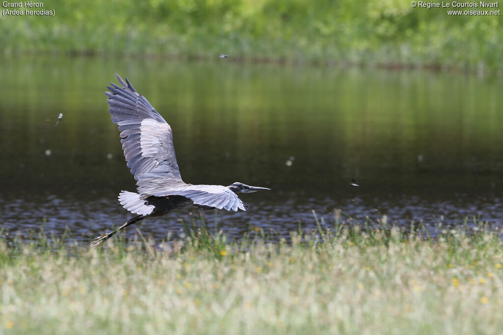 Great Blue Heron