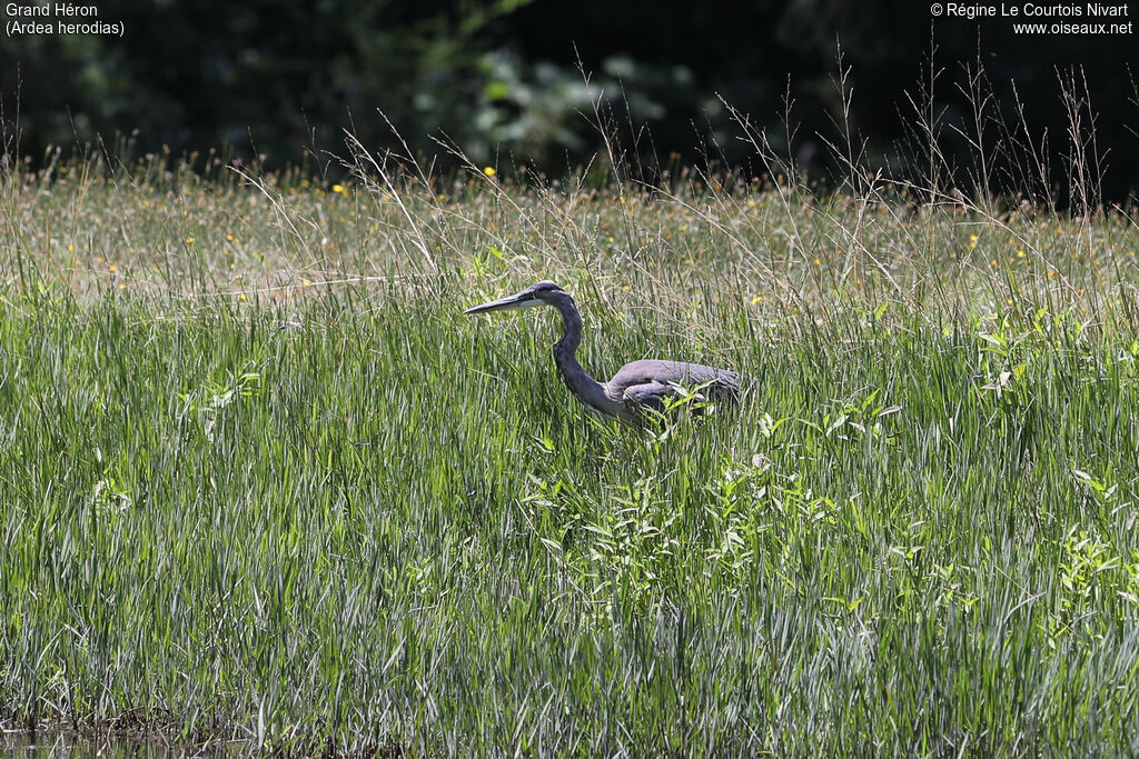 Great Blue Heron