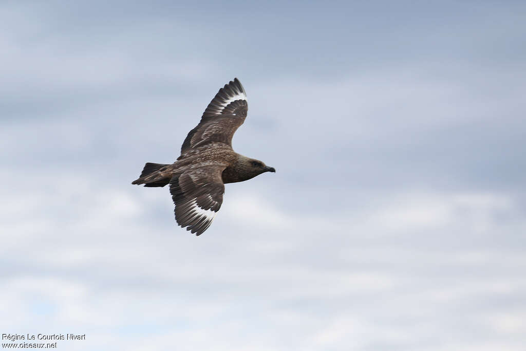 Great Skuaadult, Flight