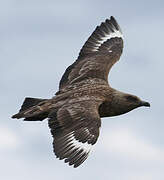 Great Skua