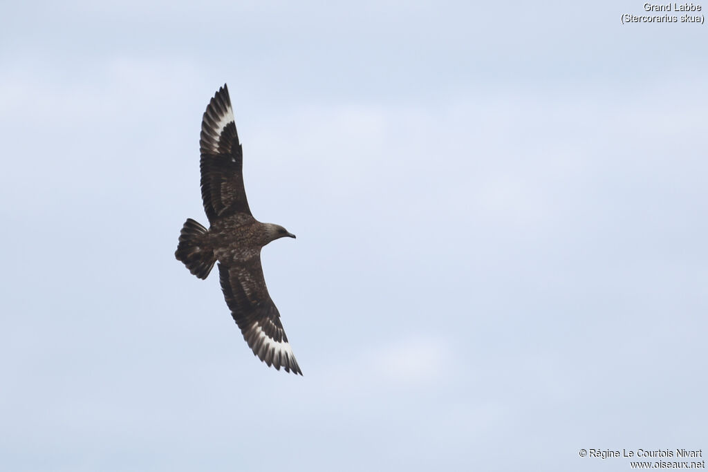 Great Skua