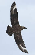 Great Skua