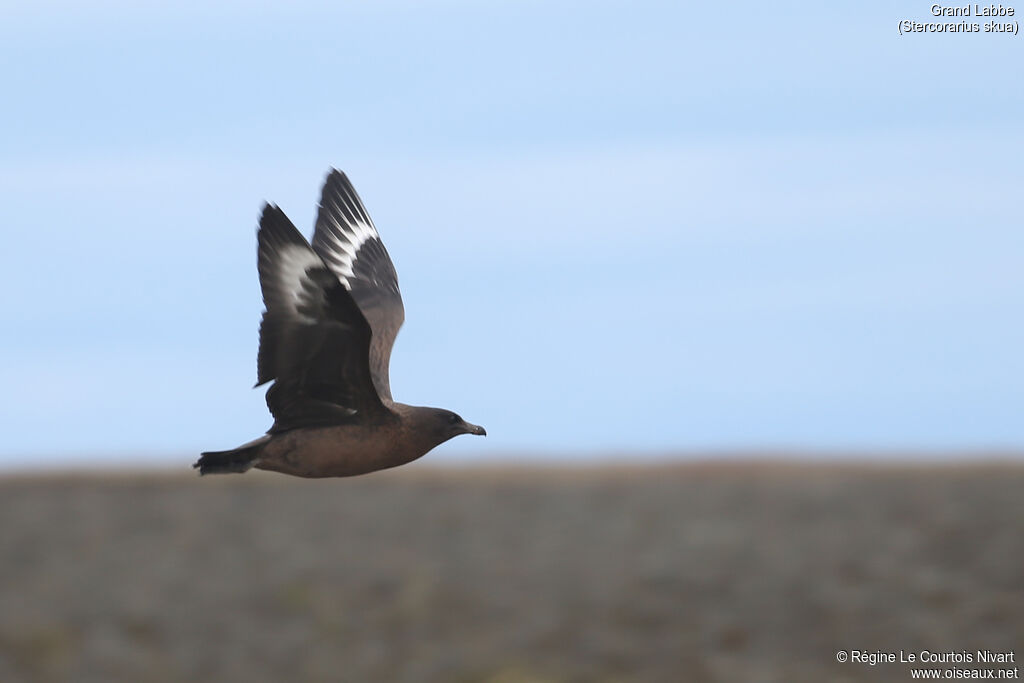 Great Skua