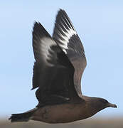 Great Skua