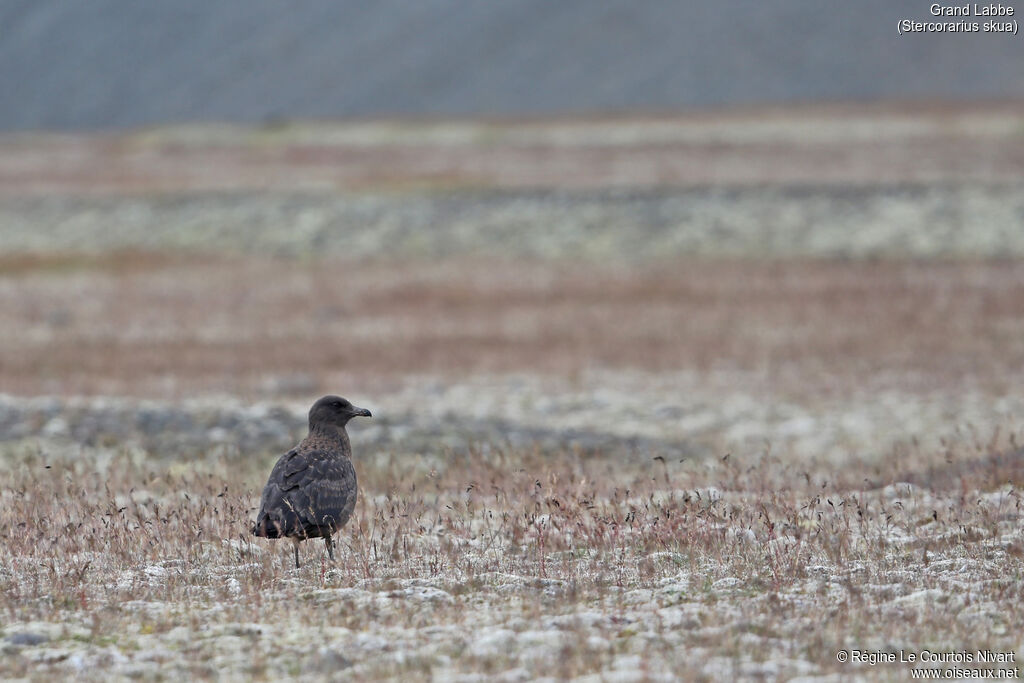 Great Skua