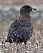 Great Skua