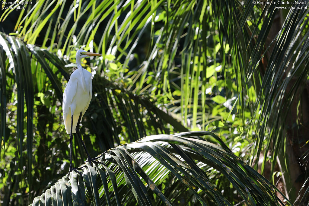 Grande Aigrette