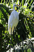 Grande Aigrette