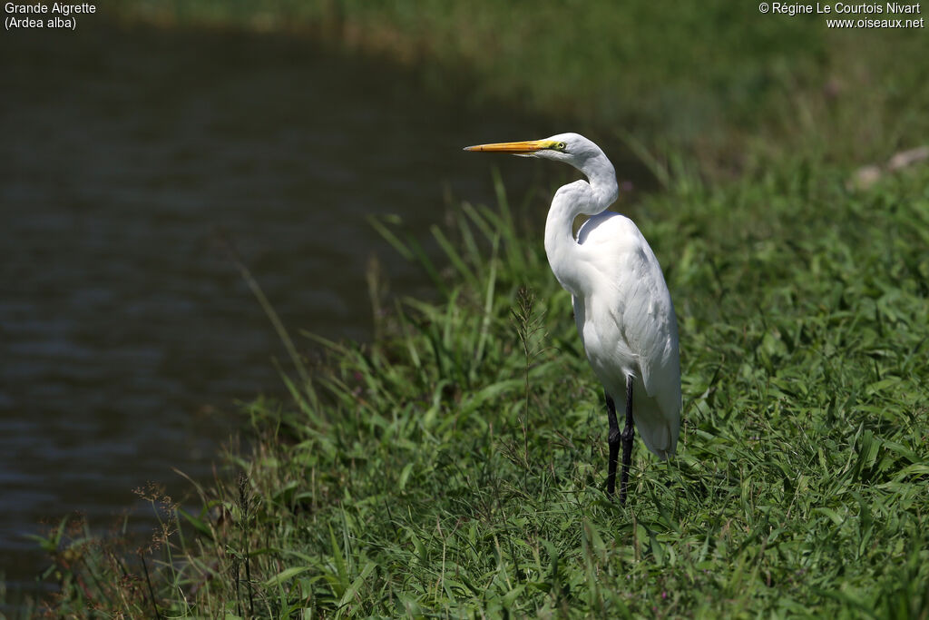 Grande Aigrette