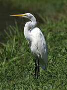 Grande Aigrette