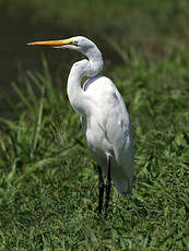 Grande Aigrette