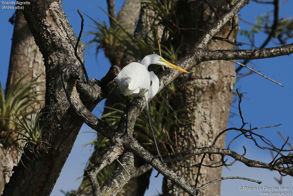 Grande Aigrette