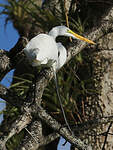 Grande Aigrette