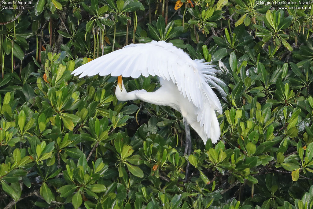 Grande Aigrette