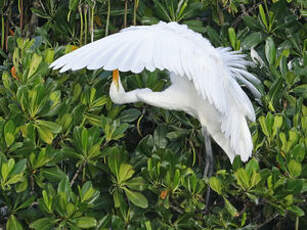 Grande Aigrette