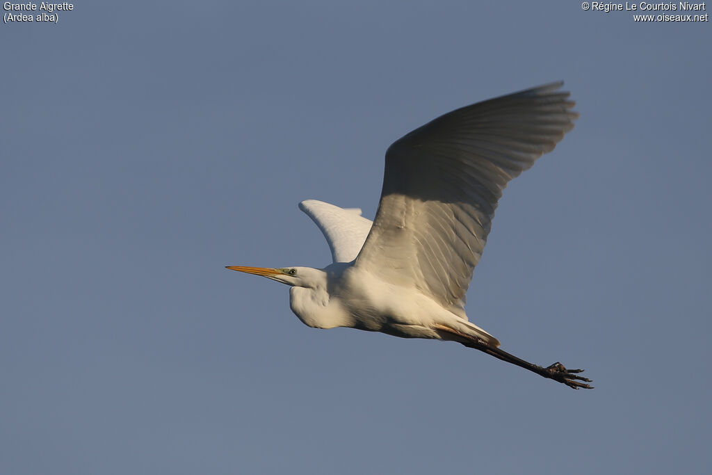 Grande Aigrette