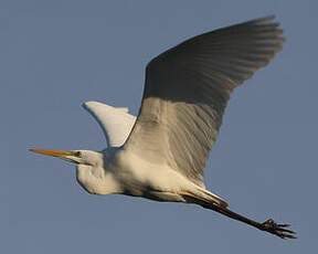 Grande Aigrette