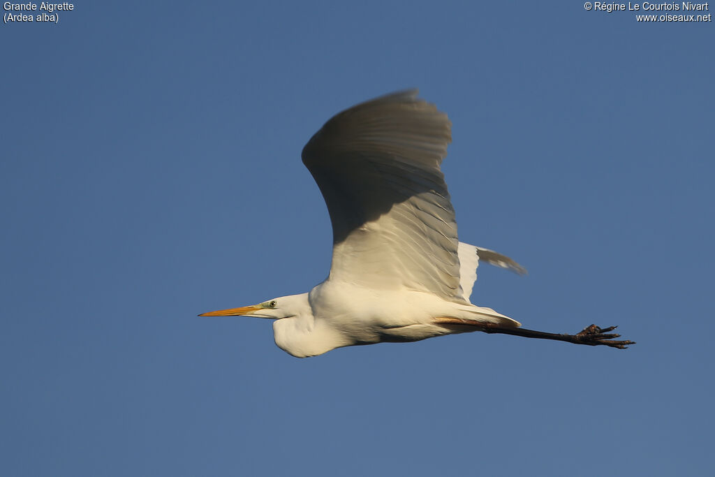 Great Egret