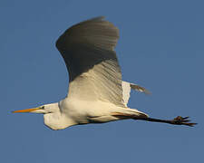 Grande Aigrette