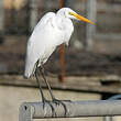 Grande Aigrette