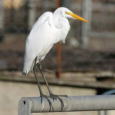 Grande Aigrette