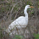 Grande Aigrette