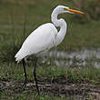 Grande Aigrette