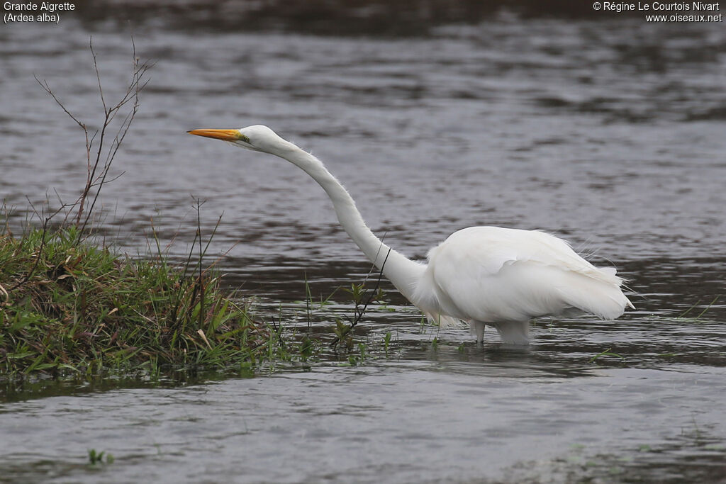 Grande Aigrette