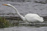 Grande Aigrette