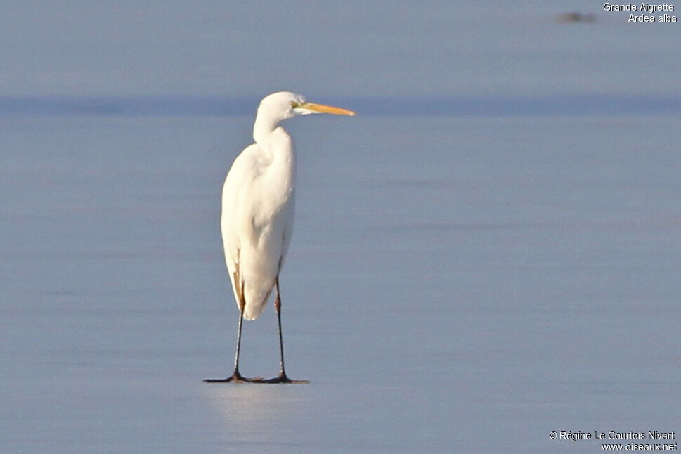 Grande Aigrette