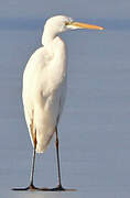 Grande Aigrette