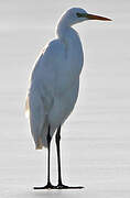 Grande Aigrette