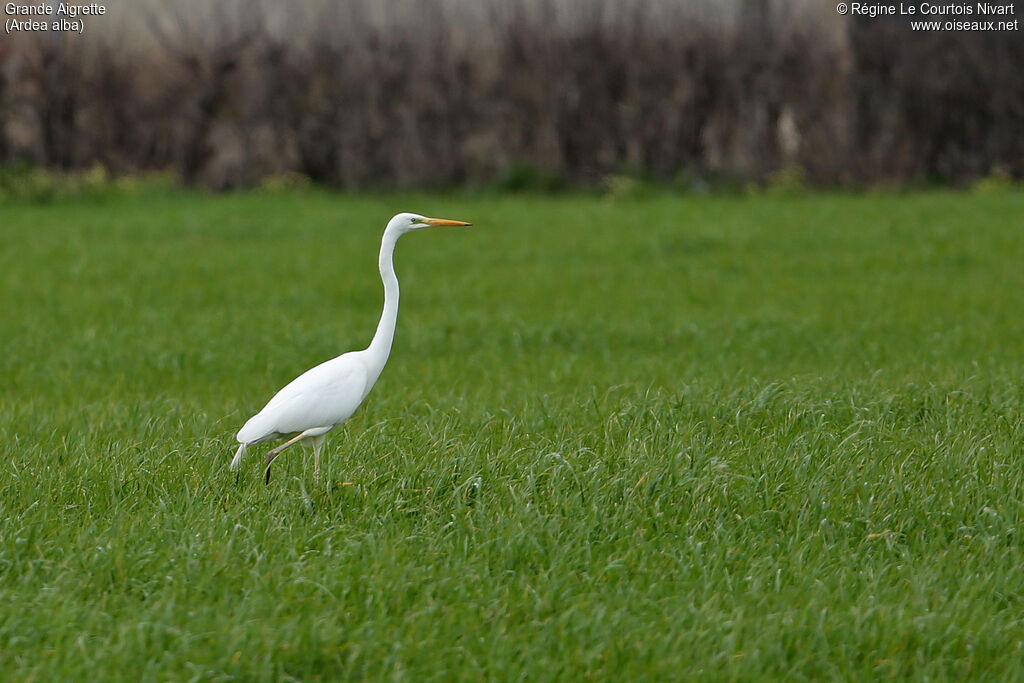 Grande Aigrette