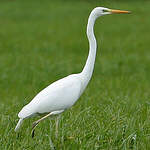 Grande Aigrette