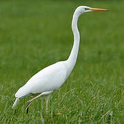 Great Egret