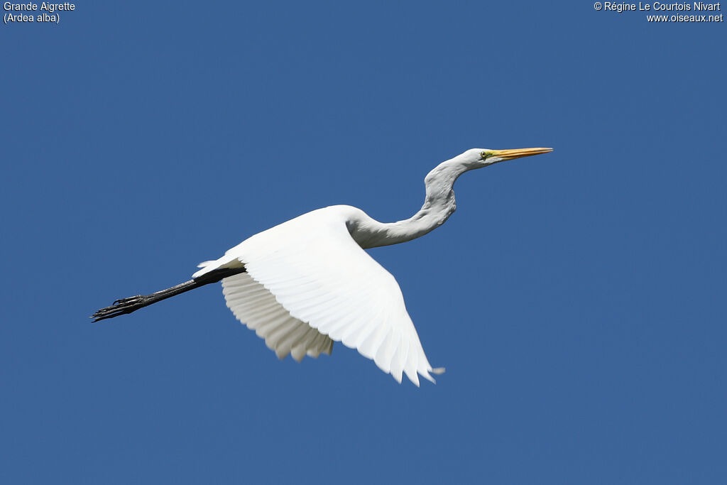 Grande Aigrette