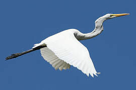 Great Egret