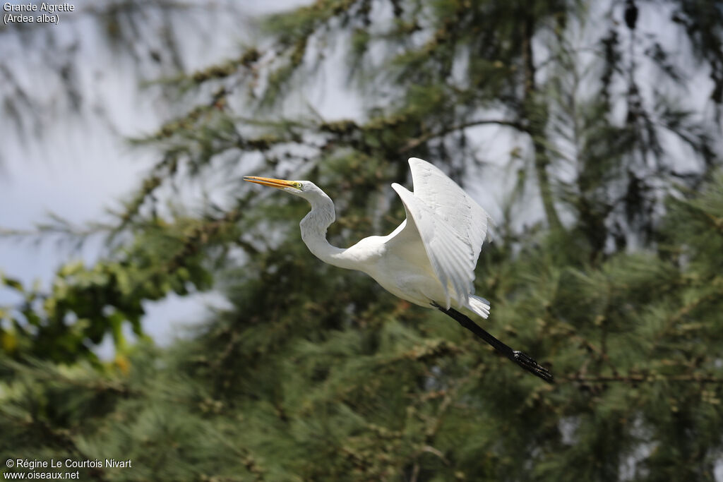 Grande Aigrette